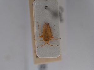  ( - BGE_ZSM_HET_0653)  @11 [ ] by-nc-sa (2024) SNSB, Staatliche Naturwissenschaftliche Sammlungen Bayerns ZSM (SNSB, Zoologische Staatssammlung Muenchen)