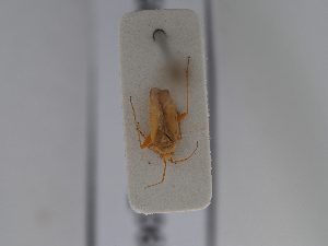  ( - BGE_ZSM_HET_0654)  @11 [ ] by-nc-sa (2024) SNSB, Staatliche Naturwissenschaftliche Sammlungen Bayerns ZSM (SNSB, Zoologische Staatssammlung Muenchen)