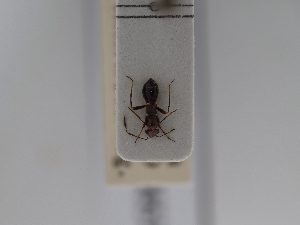  ( - BGE_ZSM_HET_0656)  @11 [ ] by-nc-sa (2024) SNSB, Staatliche Naturwissenschaftliche Sammlungen Bayerns ZSM (SNSB, Zoologische Staatssammlung Muenchen)