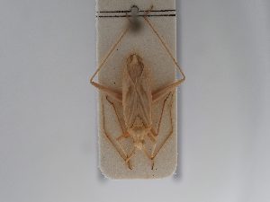  ( - BGE_ZSM_HET_0658)  @11 [ ] by-nc-sa (2024) SNSB, Staatliche Naturwissenschaftliche Sammlungen Bayerns ZSM (SNSB, Zoologische Staatssammlung Muenchen)