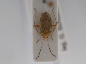  ( - BGE_ZSM_HET_0663)  @11 [ ] by-nc-sa (2024) SNSB, Staatliche Naturwissenschaftliche Sammlungen Bayerns ZSM (SNSB, Zoologische Staatssammlung Muenchen)