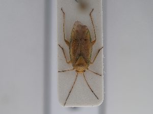  ( - BGE_ZSM_HET_0664)  @11 [ ] by-nc-sa (2024) SNSB, Staatliche Naturwissenschaftliche Sammlungen Bayerns ZSM (SNSB, Zoologische Staatssammlung Muenchen)