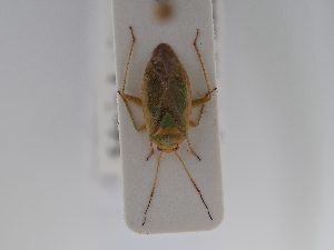  ( - BGE_ZSM_HET_0665)  @11 [ ] by-nc-sa (2025) SNSB, Staatliche Naturwissenschaftliche Sammlungen Bayerns ZSM (SNSB, Zoologische Staatssammlung Muenchen)
