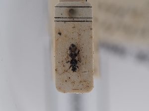  ( - BGE_ZSM_HET_0669)  @11 [ ] by-nc-sa (2024) SNSB, Staatliche Naturwissenschaftliche Sammlungen Bayerns ZSM (SNSB, Zoologische Staatssammlung Muenchen)