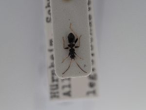  ( - BGE_ZSM_HET_0670)  @11 [ ] by-nc-sa (2024) SNSB, Staatliche Naturwissenschaftliche Sammlungen Bayerns ZSM (SNSB, Zoologische Staatssammlung Muenchen)