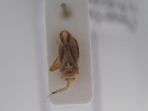  (Oncotylus setulosus - BGE_ZSM_HET_0671)  @11 [ ] by-nc-sa (2024) SNSB, Staatliche Naturwissenschaftliche Sammlungen Bayerns ZSM (SNSB, Zoologische Staatssammlung Muenchen)