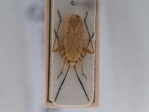  (Oncotylus nigricornis - BGE_ZSM_HET_0675)  @11 [ ] by-nc-sa (2024) SNSB, Staatliche Naturwissenschaftliche Sammlungen Bayerns ZSM (SNSB, Zoologische Staatssammlung Muenchen)