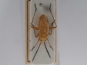  ( - BGE_ZSM_HET_0676)  @11 [ ] by-nc-sa (2024) SNSB, Staatliche Naturwissenschaftliche Sammlungen Bayerns ZSM (SNSB, Zoologische Staatssammlung Muenchen)
