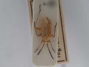  ( - BGE_ZSM_HET_0677)  @11 [ ] by-nc-sa (2024) SNSB, Staatliche Naturwissenschaftliche Sammlungen Bayerns ZSM (SNSB, Zoologische Staatssammlung Muenchen)
