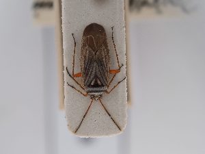 (Opisthotaenia - BGE_ZSM_HET_0678)  @11 [ ] by-nc-sa (2024) SNSB, Staatliche Naturwissenschaftliche Sammlungen Bayerns ZSM (SNSB, Zoologische Staatssammlung Muenchen)