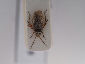  ( - BGE_ZSM_HET_0679)  @11 [ ] by-nc-sa (2024) SNSB, Staatliche Naturwissenschaftliche Sammlungen Bayerns ZSM (SNSB, Zoologische Staatssammlung Muenchen)