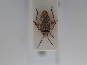  ( - BGE_ZSM_HET_0680)  @11 [ ] by-nc-sa (2024) SNSB, Staatliche Naturwissenschaftliche Sammlungen Bayerns ZSM (SNSB, Zoologische Staatssammlung Muenchen)