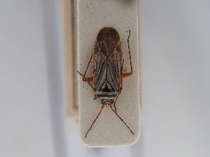  ( - BGE_ZSM_HET_0681)  @11 [ ] by-nc-sa (2024) SNSB, Staatliche Naturwissenschaftliche Sammlungen Bayerns ZSM (SNSB, Zoologische Staatssammlung Muenchen)