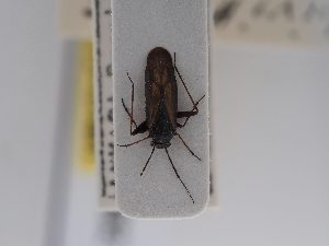  (Orthocephalus bivittatus - BGE_ZSM_HET_0682)  @11 [ ] by-nc-sa (2024) SNSB, Staatliche Naturwissenschaftliche Sammlungen Bayerns ZSM (SNSB, Zoologische Staatssammlung Muenchen)