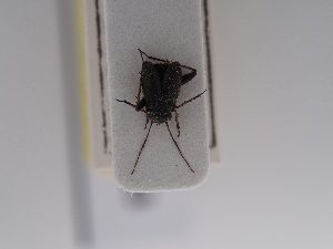  ( - BGE_ZSM_HET_0683)  @11 [ ] by-nc-sa (2024) SNSB, Staatliche Naturwissenschaftliche Sammlungen Bayerns ZSM (SNSB, Zoologische Staatssammlung Muenchen)