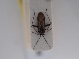  ( - BGE_ZSM_HET_0684)  @11 [ ] by-nc-sa (2024) SNSB, Staatliche Naturwissenschaftliche Sammlungen Bayerns ZSM (SNSB, Zoologische Staatssammlung Muenchen)