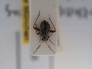  (Orthocephalus fulvipes - BGE_ZSM_HET_0685)  @11 [ ] by-nc-sa (2024) SNSB, Staatliche Naturwissenschaftliche Sammlungen Bayerns ZSM (SNSB, Zoologische Staatssammlung Muenchen)