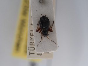  ( - BGE_ZSM_HET_0688)  @11 [ ] by-nc-sa (2024) SNSB, Staatliche Naturwissenschaftliche Sammlungen Bayerns ZSM (SNSB, Zoologische Staatssammlung Muenchen)