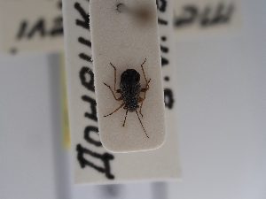  (Orthocephalus medvedevi - BGE_ZSM_HET_0689)  @11 [ ] by-nc-sa (2024) SNSB, Staatliche Naturwissenschaftliche Sammlungen Bayerns ZSM (SNSB, Zoologische Staatssammlung Muenchen)