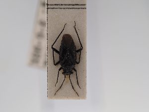  ( - BGE_ZSM_HET_0691)  @11 [ ] by-nc-sa (2024) SNSB, Staatliche Naturwissenschaftliche Sammlungen Bayerns ZSM (SNSB, Zoologische Staatssammlung Muenchen)