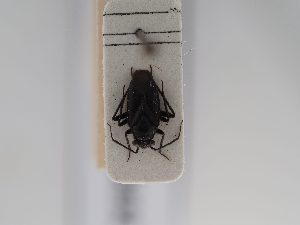  ( - BGE_ZSM_HET_0692)  @11 [ ] by-nc-sa (2024) SNSB, Staatliche Naturwissenschaftliche Sammlungen Bayerns ZSM (SNSB, Zoologische Staatssammlung Muenchen)