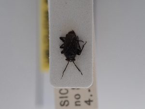  ( - BGE_ZSM_HET_0693)  @11 [ ] by-nc-sa (2024) SNSB, Staatliche Naturwissenschaftliche Sammlungen Bayerns ZSM (SNSB, Zoologische Staatssammlung Muenchen)