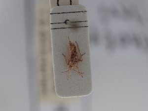  (Orthotylus fieberi - BGE_ZSM_HET_0700)  @11 [ ] by-nc-sa (2024) SNSB, Staatliche Naturwissenschaftliche Sammlungen Bayerns ZSM (SNSB, Zoologische Staatssammlung Muenchen)
