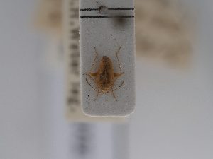  (Orthotylus parvulus - BGE_ZSM_HET_0702)  @11 [ ] by-nc-sa (2024) SNSB, Staatliche Naturwissenschaftliche Sammlungen Bayerns ZSM (SNSB, Zoologische Staatssammlung Muenchen)