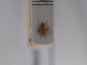  ( - BGE_ZSM_HET_0703)  @11 [ ] by-nc-sa (2024) SNSB, Staatliche Naturwissenschaftliche Sammlungen Bayerns ZSM (SNSB, Zoologische Staatssammlung Muenchen)