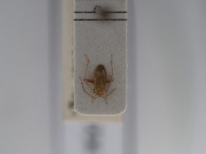  ( - BGE_ZSM_HET_0704)  @11 [ ] by-nc-sa (2024) SNSB, Staatliche Naturwissenschaftliche Sammlungen Bayerns ZSM (SNSB, Zoologische Staatssammlung Muenchen)