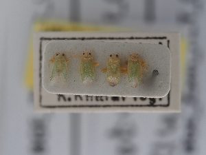  ( - BGE_ZSM_HET_0706)  @11 [ ] by-nc-sa (2024) SNSB, Staatliche Naturwissenschaftliche Sammlungen Bayerns ZSM (SNSB, Zoologische Staatssammlung Muenchen)