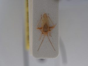  (Orthotylus quercicola - BGE_ZSM_HET_0709)  @11 [ ] by-nc-sa (2024) SNSB, Staatliche Naturwissenschaftliche Sammlungen Bayerns ZSM (SNSB, Zoologische Staatssammlung Muenchen)