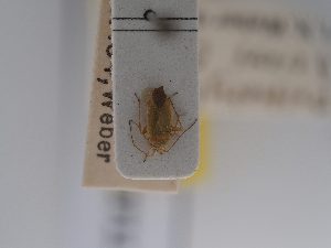  (Orthotylus beieri - BGE_ZSM_HET_0711)  @11 [ ] by-nc-sa (2024) SNSB, Staatliche Naturwissenschaftliche Sammlungen Bayerns ZSM (SNSB, Zoologische Staatssammlung Muenchen)