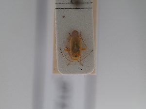  ( - BGE_ZSM_HET_0712)  @11 [ ] by-nc-sa (2024) SNSB, Staatliche Naturwissenschaftliche Sammlungen Bayerns ZSM (SNSB, Zoologische Staatssammlung Muenchen)