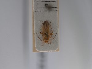  ( - BGE_ZSM_HET_0713)  @11 [ ] by-nc-sa (2024) SNSB, Staatliche Naturwissenschaftliche Sammlungen Bayerns ZSM (SNSB, Zoologische Staatssammlung Muenchen)