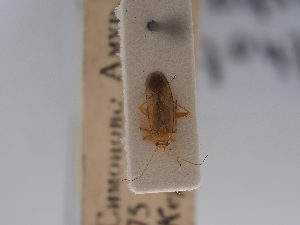  (Orthotylus oschanini - BGE_ZSM_HET_0714)  @11 [ ] by-nc-sa (2024) SNSB, Staatliche Naturwissenschaftliche Sammlungen Bayerns ZSM (SNSB, Zoologische Staatssammlung Muenchen)
