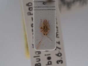  (Orthotylus bureschi - BGE_ZSM_HET_0715)  @11 [ ] by-nc-sa (2024) SNSB, Staatliche Naturwissenschaftliche Sammlungen Bayerns ZSM (SNSB, Zoologische Staatssammlung Muenchen)
