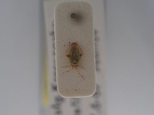  ( - BGE_ZSM_HET_0716)  @11 [ ] by-nc-sa (2024) SNSB, Staatliche Naturwissenschaftliche Sammlungen Bayerns ZSM (SNSB, Zoologische Staatssammlung Muenchen)