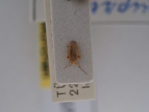  (Orthotylus cupressi - BGE_ZSM_HET_0717)  @11 [ ] by-nc-sa (2024) SNSB, Staatliche Naturwissenschaftliche Sammlungen Bayerns ZSM (SNSB, Zoologische Staatssammlung Muenchen)