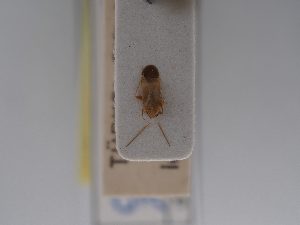  ( - BGE_ZSM_HET_0718)  @11 [ ] by-nc-sa (2024) SNSB, Staatliche Naturwissenschaftliche Sammlungen Bayerns ZSM (SNSB, Zoologische Staatssammlung Muenchen)