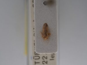  ( - BGE_ZSM_HET_0719)  @11 [ ] by-nc-sa (2024) SNSB, Staatliche Naturwissenschaftliche Sammlungen Bayerns ZSM (SNSB, Zoologische Staatssammlung Muenchen)