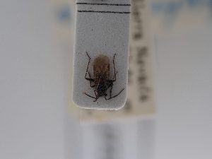  ( - BGE_ZSM_HET_0723)  @11 [ ] by-nc-sa (2024) SNSB, Staatliche Naturwissenschaftliche Sammlungen Bayerns ZSM (SNSB, Zoologische Staatssammlung Muenchen)