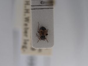  ( - BGE_ZSM_HET_0724)  @11 [ ] by-nc-sa (2024) SNSB, Staatliche Naturwissenschaftliche Sammlungen Bayerns ZSM (SNSB, Zoologische Staatssammlung Muenchen)