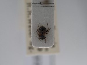  (Pachytomella alutacea - BGE_ZSM_HET_0725)  @11 [ ] by-nc-sa (2024) SNSB, Staatliche Naturwissenschaftliche Sammlungen Bayerns ZSM (SNSB, Zoologische Staatssammlung Muenchen)