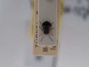  (Pachytomella phoenicea - BGE_ZSM_HET_0726)  @11 [ ] by-nc-sa (2024) SNSB, Staatliche Naturwissenschaftliche Sammlungen Bayerns ZSM (SNSB, Zoologische Staatssammlung Muenchen)