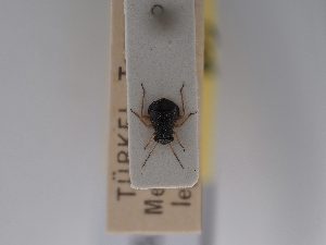  ( - BGE_ZSM_HET_0727)  @11 [ ] by-nc-sa (2024) SNSB, Staatliche Naturwissenschaftliche Sammlungen Bayerns ZSM (SNSB, Zoologische Staatssammlung Muenchen)