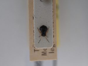  ( - BGE_ZSM_HET_0728)  @11 [ ] by-nc-sa (2024) SNSB, Staatliche Naturwissenschaftliche Sammlungen Bayerns ZSM (SNSB, Zoologische Staatssammlung Muenchen)