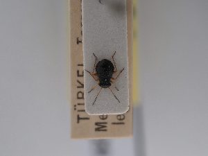 ( - BGE_ZSM_HET_0729)  @11 [ ] by-nc-sa (2024) SNSB, Staatliche Naturwissenschaftliche Sammlungen Bayerns ZSM (SNSB, Zoologische Staatssammlung Muenchen)