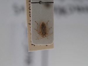  (Parachlorillus - BGE_ZSM_HET_0730)  @11 [ ] by-nc-sa (2024) SNSB, Staatliche Naturwissenschaftliche Sammlungen Bayerns ZSM (SNSB, Zoologische Staatssammlung Muenchen)