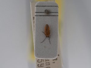 ( - BGE_ZSM_HET_0735)  @11 [ ] by-nc-sa (2024) SNSB, Staatliche Naturwissenschaftliche Sammlungen Bayerns ZSM (SNSB, Zoologische Staatssammlung Muenchen)
